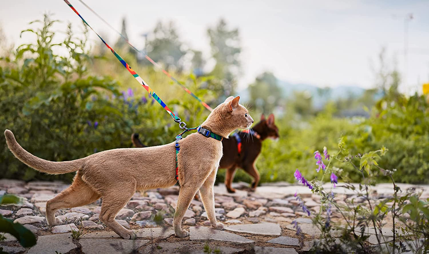 Cat Harness and Leash Set, Cats Escape Proof - Adjustable Kitten Harness for Large Small Cats, Lightweight Soft Walking Travel Petsafe Harness（(Multicolor-M Size）
